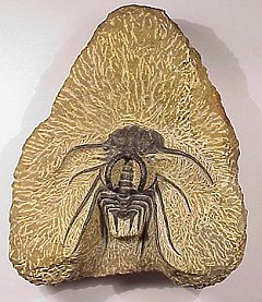 trilobite.JPG (66153 bytes)